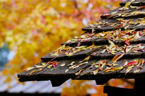 Roof Leaves